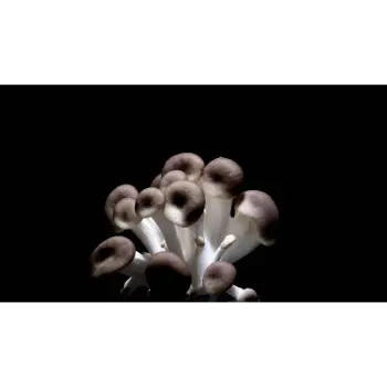 mushroom (11)-2454902-81976.webp